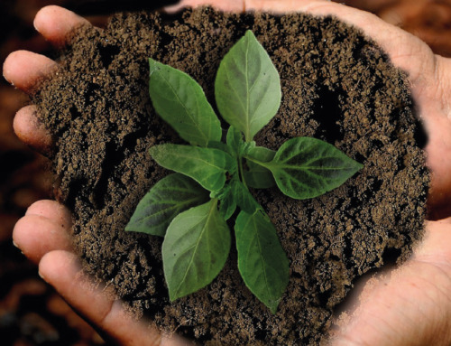 Competitivitat empresarial al sector primari